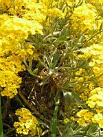 Corbeille d'or - Aurinia Saxatilis (ss esp Saxatilis)(fam. Brassicacees)(Europe cent. & ori.)(2) (Photo F. Mrugala)